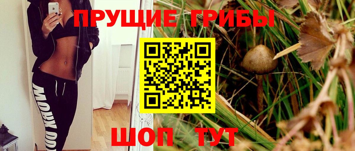 Галлюциногенные грибы Psilocybe  Вход с VPN  Знаменск 